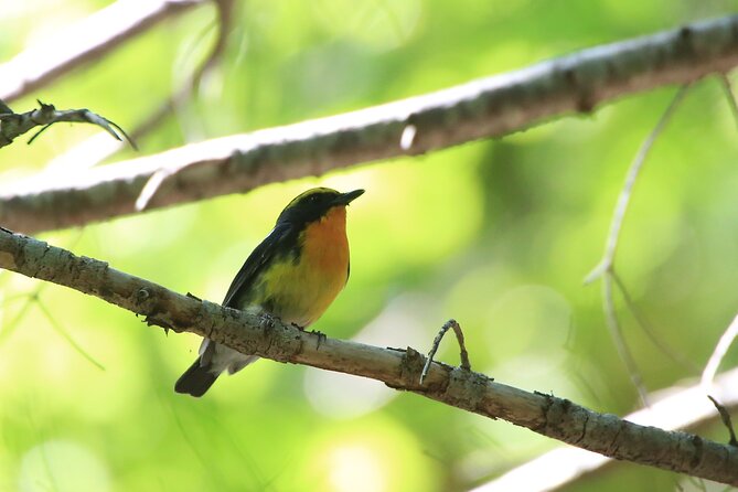 3hours Primeval Forest and Stunning Views of Cliff Trekking Tour