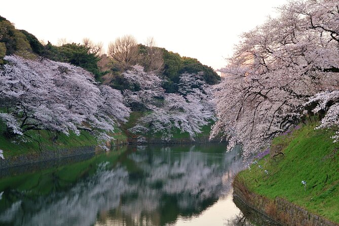 Cherry Blossom Private Tour