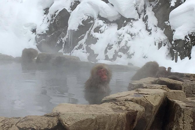 Explore Jigokudani Snow Monkey Park With a Knowledgeable Local Guide - Tour Highlights and Activities