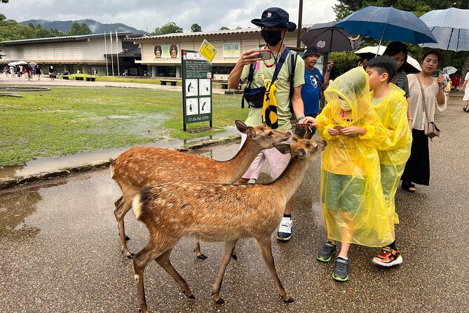 From Osaka-Kyoto: Kyoto and Nara 1DAY Bus Tour W/Kinkakuji Ticket