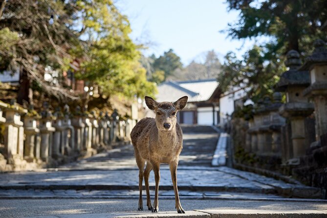 Full Day Guided Tour to Kyoto and Nara From Osaka