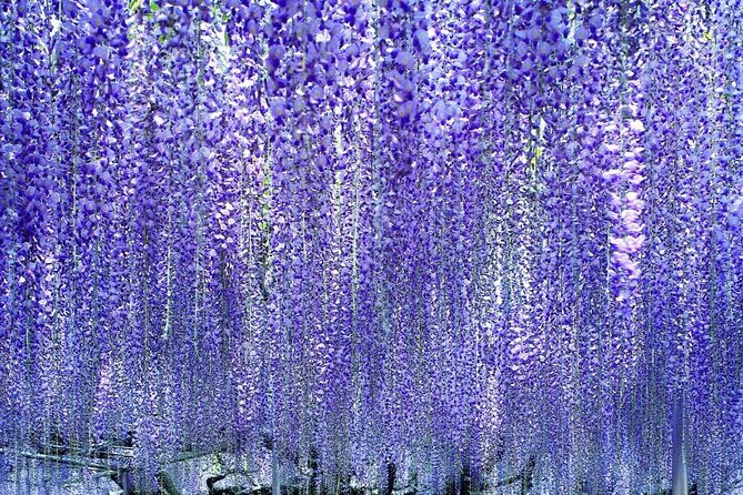 Hitachi National Seaside Park`s Flowers & Ashikaga Flower Park - Tour Overview and Details