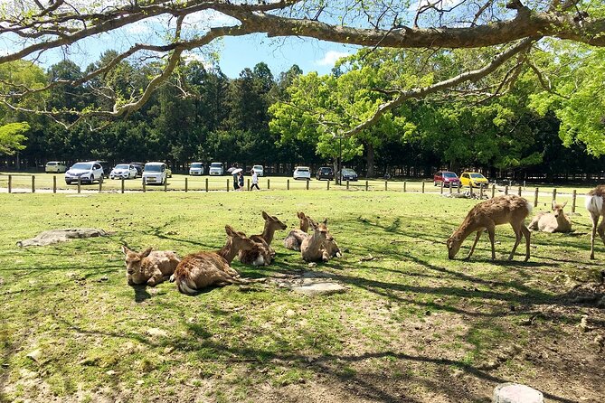 Nara Half Day Bus Tour From Kyoto - Tour Itinerary Highlights