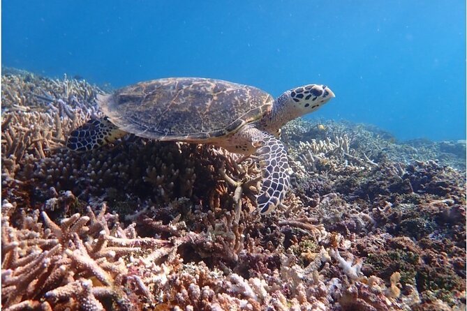 [Okinawa Iriomote] Snorkeling Tour at Coral Island