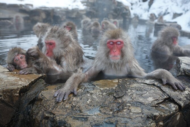 Snow Monkey Park & Miso Production Day Tour From Nagano - Tour Highlights and Inclusions