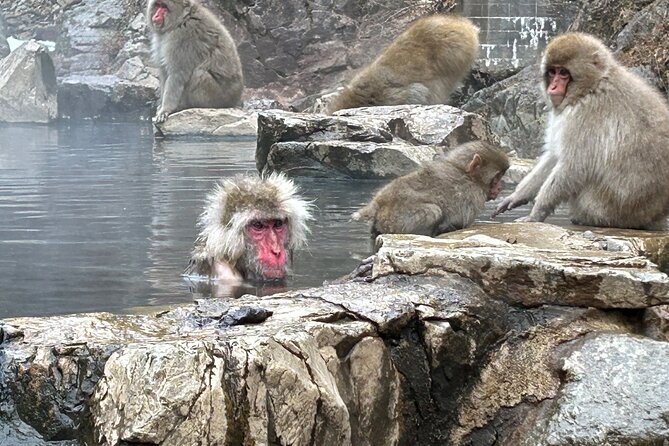 Snow Monkey Park Tour, From/To Tokyo, up to 12 Guests - Private Tour Highlights