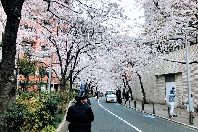 Tokyo Cherry Blossoms Blooming Spots E-Bike 3 Hour Tour - What Youll Experience