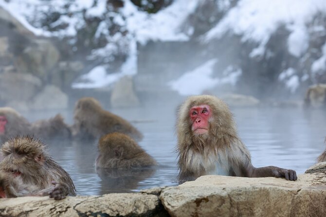 1-Day Private Snow Monkey ZenkoJi Temple & SakeTasting NaganoTour - What to Expect on This Tour