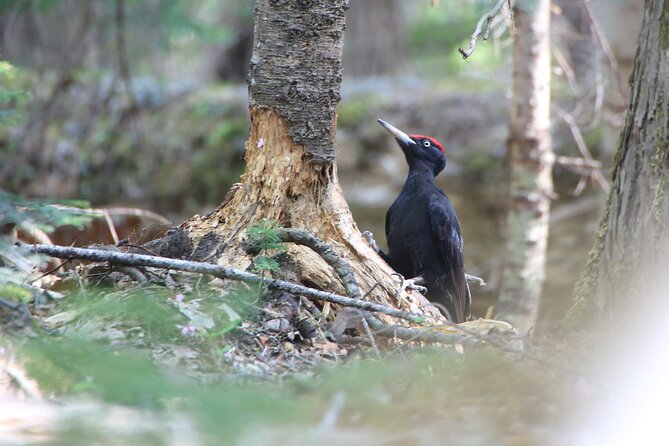 3hours Primeval Forest and Stunning Views of Cliff Trekking Tour - Preparing for the Trek