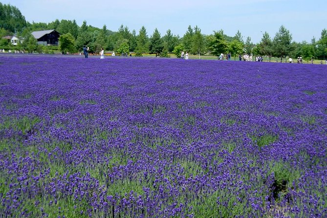 A Relaxing Day for Furano, Biei Blue Pond& Local Curry Lunch in Hokkaido! - Whats Included in the Tour