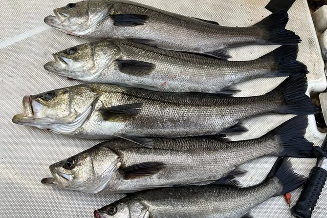 Boat Fishing Activity in Central Tokyo - Essential Logistics and Timing