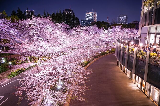 Cherry Blossom Private Tour - Cherry Blossom Season Essentials