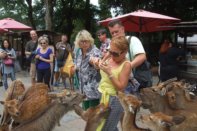 Exploring Nara - Deer Up Close and Personal