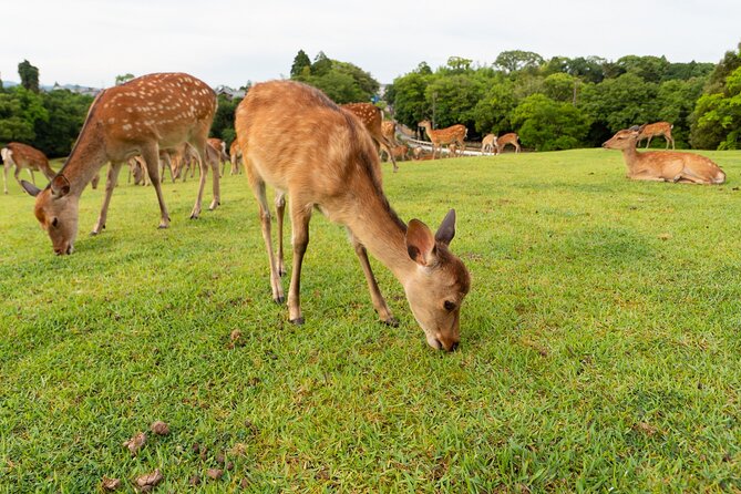 Full Day Guided Tour to Kyoto and Nara From Osaka - Exploring Kyotos Famous Landmarks