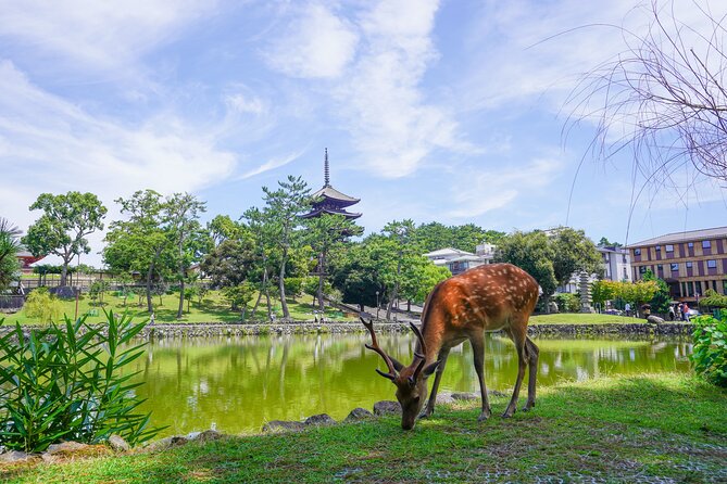 Nara Half Day Trip Walking Tour - Meeting and Starting Point