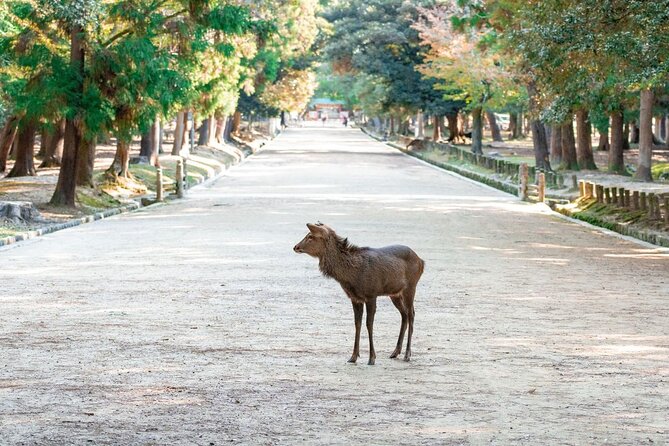 Nara : Private Day Walking Tour (From Osaka/Kyoto Possible) - Reviews and Ratings Overview