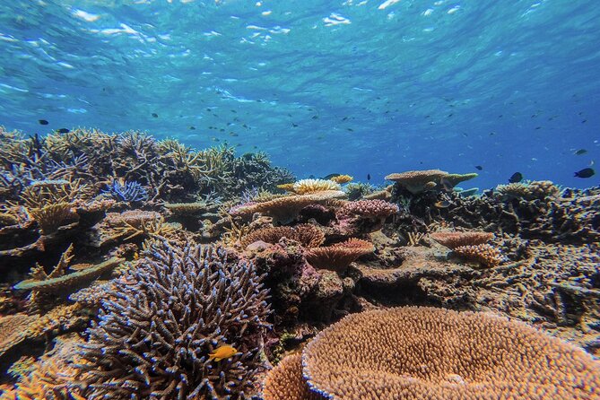 [Okinawa Iriomote] Snorkeling Tour at Coral Island - What to Expect on Tour