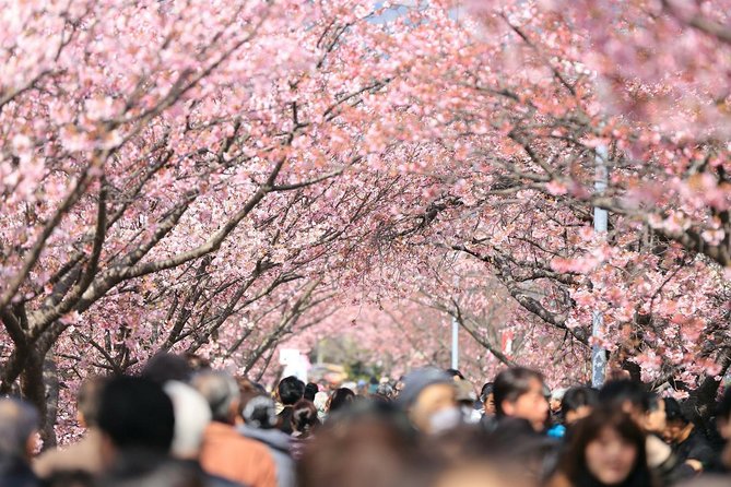 Private & Unique Tokyo Cherry Blossom Sakura Experience - Authentic Japanese Picnic Delights