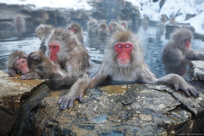 Snow Monkey Park Tour, From/To Tokyo, up to 12 Guests - Tour Logistics and Essentials