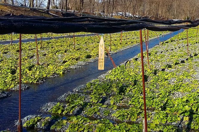 Wasabi Farm Discovery Walking Tour - Getting to the Farm