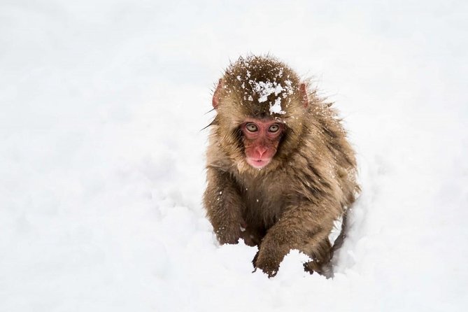 1-Day Snow Monkeys, Zenko-ji Temple & Sake in Nagano - What to Expect and Prepare