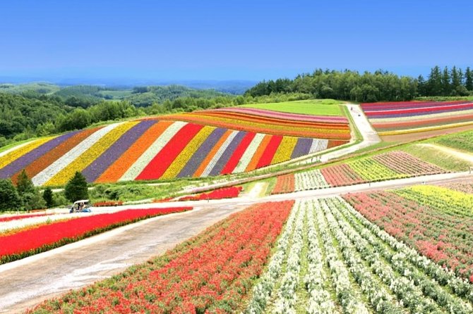 A Relaxing Day for Furano, Biei Blue Pond& Local Curry Lunch in Hokkaido! - Important Reminders and Notes