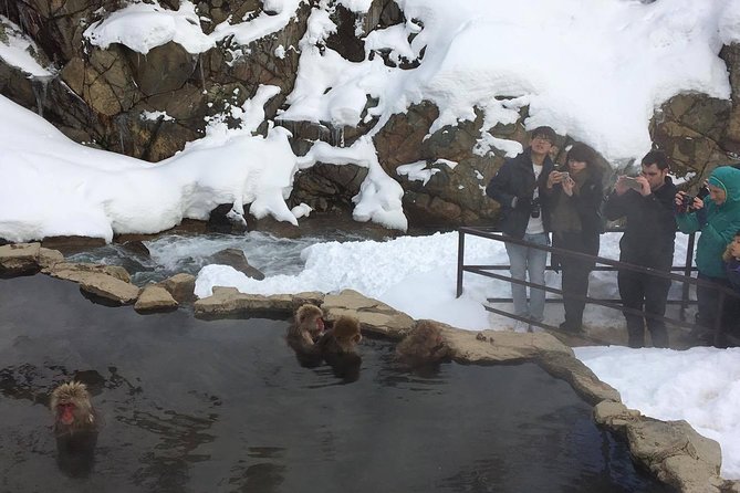 Explore Jigokudani Snow Monkey Park With a Knowledgeable Local Guide - Jigokudani Snow Monkey Park Essentials