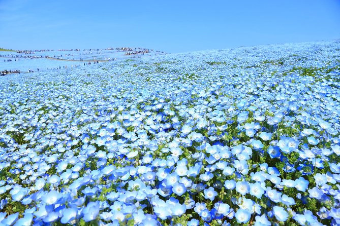 Hitachi National Seaside Park`s Flowers & Ashikaga Flower Park - Cancellation and Refund Policy