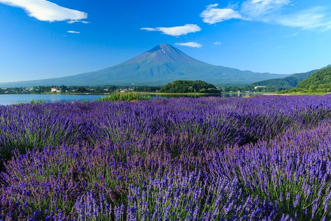 Mt. Fuji Flower Festival Tour With Ropeway Experience From Tokyo - Important Tour Information