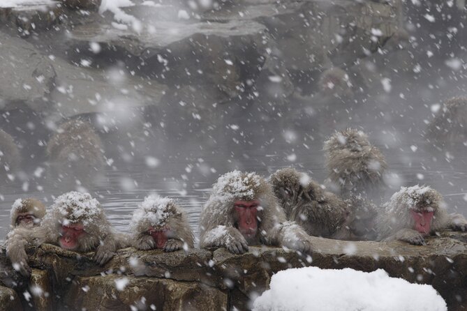 Snow Monkey Park & Miso Production Day Tour From Nagano - Important Health and Safety