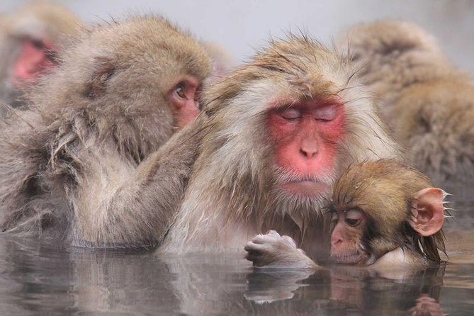 Snow Monkey Park Tour, From/To Tokyo, up to 12 Guests - Pricing and Refund Policy