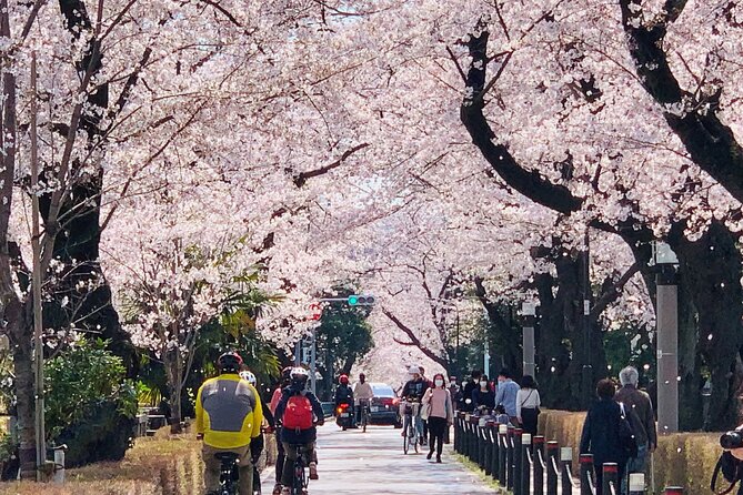 Tokyo Cherry Blossoms Blooming Spots E-Bike 3 Hour Tour - Safety Guidelines and Rules