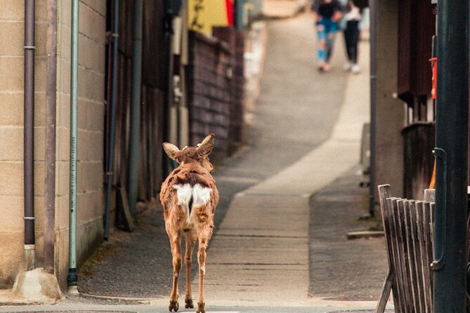 1-Day Private Sightseeing Tour in Hiroshima and Miyajima Island - Cancellation and Refund Policy