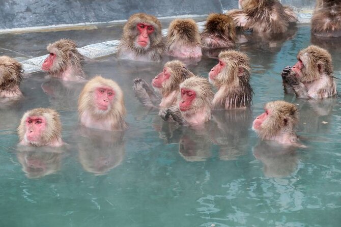 1-Day Private Snow Monkey ZenkoJi Temple & SakeTasting NaganoTour - Zenkoji Temple and Sake Tasting