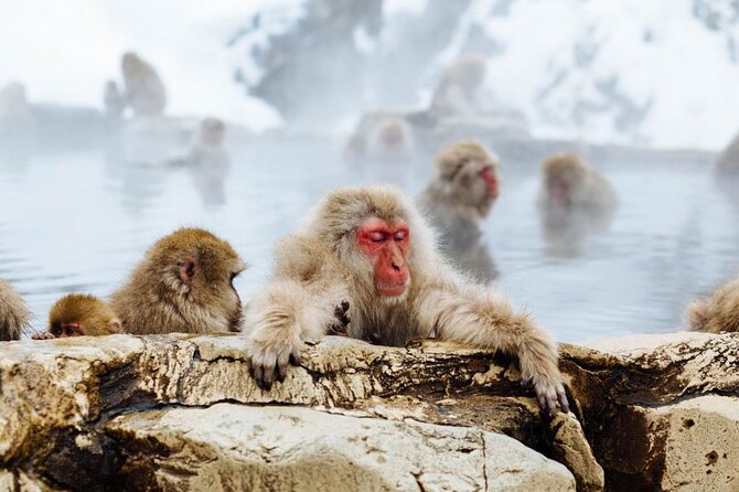 1-Day Snow Monkeys, Zenko-ji Temple & Sake in Nagano - Review and Rating Summary