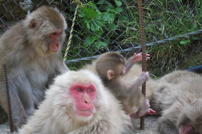 Explore Jigokudani Snow Monkey Park With a Knowledgeable Local Guide - Walking Trails and Local Landscapes