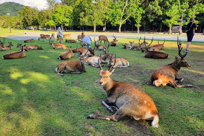 Full Day Guided Tour to Kyoto and Nara From Osaka - Convenient Meeting and Pickup