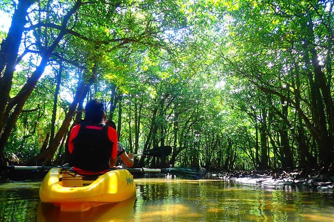 [Okinawa Iriomote] Sup/Canoe Tour in a World Heritage - Essential Information and Tips