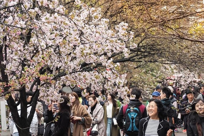 Osaka Cherry Blossom Tour With a Local: 100% Personalized Private - Meeting Your Knowledgeable Host