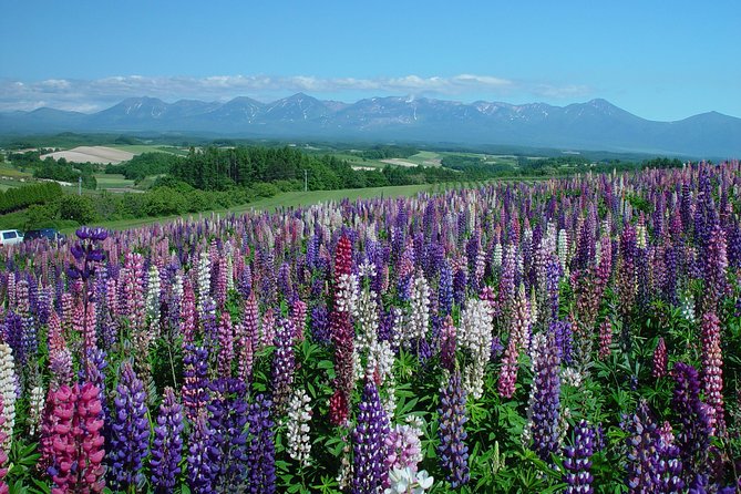 Private Car Tour of Furano and Biei in Hokkaido With Local Guide - Important Tour Information