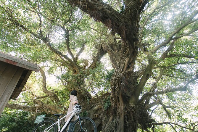 Sakurajima One Day Round Journey E-bike Tour - Cycle and Explore