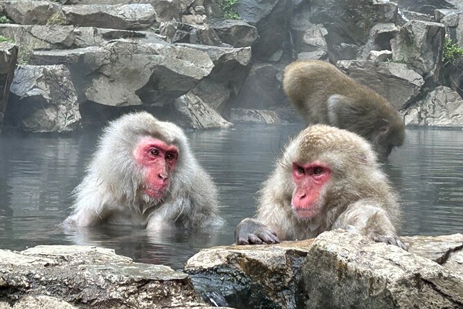 Snow Monkey Park Tour, From/To Tokyo, up to 12 Guests - What to Expect on Tour