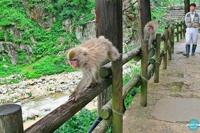 1-Day Private Snow Monkey ZenkoJi Temple & SakeTasting NaganoTour - Lunch Options and Refreshments