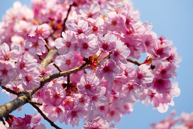 Cherry Blossom Private Tour - Reviews and Testimonials From Guests