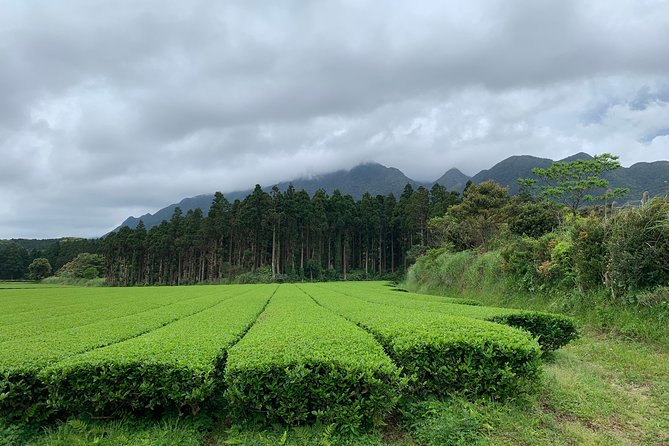 Discovery of Yakushima - Insider Tips and Recommendations