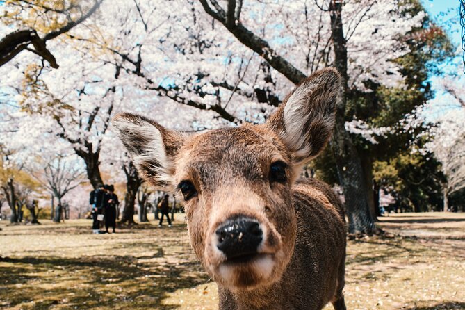 Eigo Tour - Walk in Nara City - Reviews and Ratings From Travelers