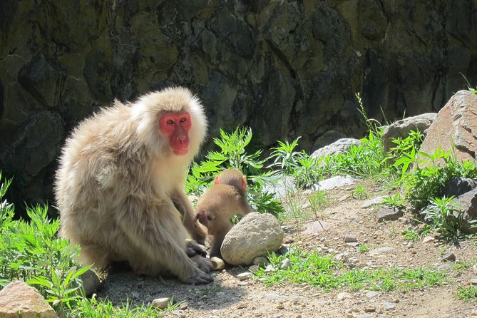 Explore Jigokudani Snow Monkey Park With a Knowledgeable Local Guide - Sake and Beer Tasting Experience