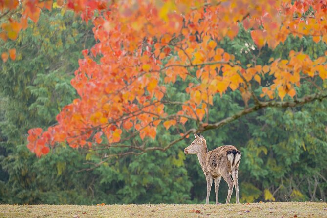 From Osaka-Kyoto: Kyoto and Nara 1DAY Bus Tour W/Kinkakuji Ticket - Tour Schedule and Itinerary