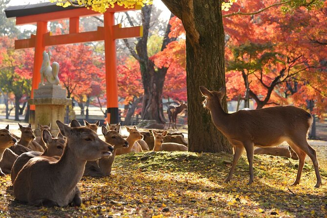 Kyoto and Nara Golden Route 1-Day Bus Tour From Kyoto - Preparation and Essentials