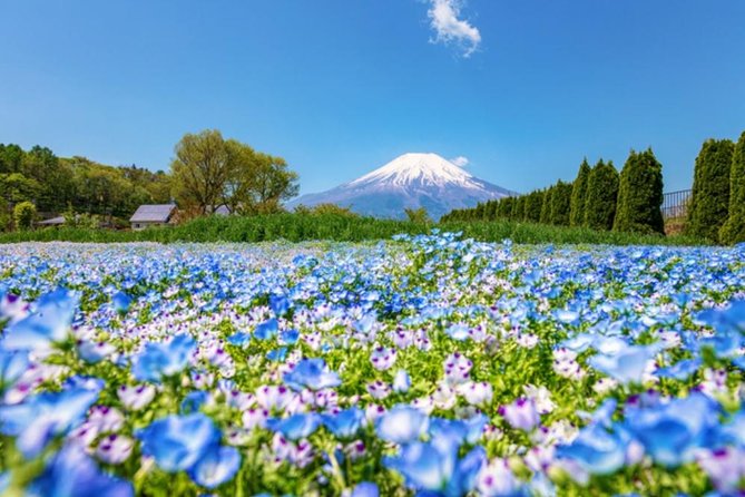 Mt. Fuji Flower Festival Tour With Ropeway Experience From Tokyo - Fruit Picking and Flower Viewing